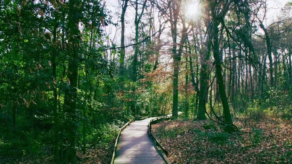 Congaree National Park, South Carolina