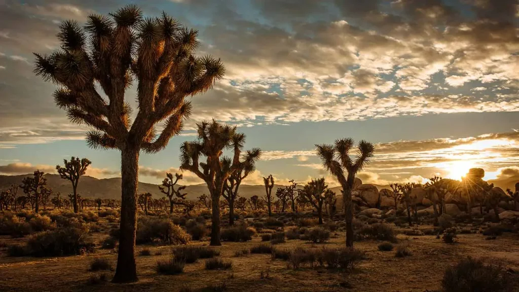 Joshua Tree National Park