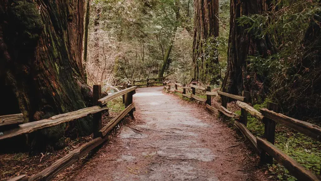 Redwood National and State Parks